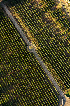 Aerial view of Guadalupe Vineyards with rows of grapevines and a stone path illuminated by golden hour light in Guadalupe, Baja California, Mexico.