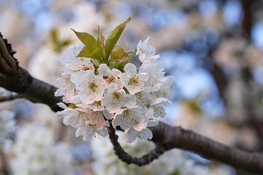 Flower cherry blossom blooming white close-up on tree branch. Prunus avium spring floral view with green leaves and bokeh background.