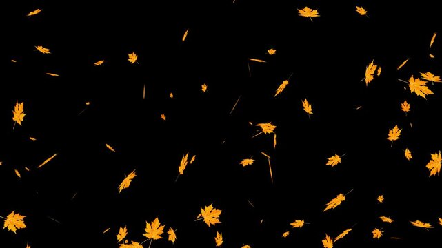 Autumn Maple leaves falling and flying dry on solid background for transparent. Vibrant Orange Japanese Maples leaves failing animation.