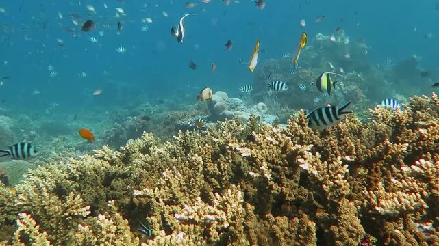 Colorful reef and various swimming tropical fish. Underwater video from scuba on the coral reef. Tropical marine wildlife, swimming with the fish on the reef. Travel footage, aquatic life.
