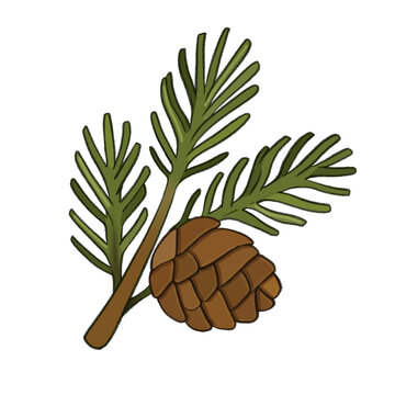 Cute Pine Cone with Evergreen Pine Branch Illustration