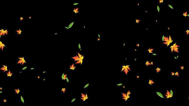 UHD falling and flying dry autumn Maple leaves on solid background for transparent. Vibrant Orange Japanese Maples leaves failing animation.