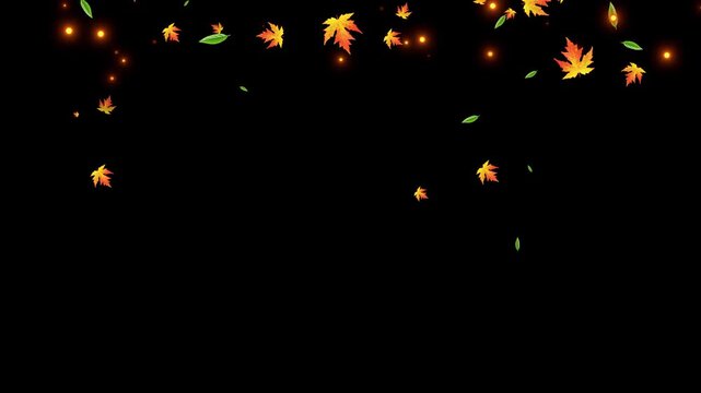 UHD falling and flying dry autumn Maple leaves on solid background for transparent. Vibrant Orange Japanese Maples leaves failing animation.