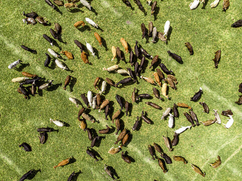 Aerial view of a large herd of cows grazing on a vibrant green pasture in Yurecuaro, Michoacan, Mexico.