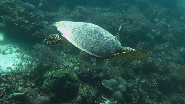 Hawksbill sea turtle (Eretmochelys imbricata) swimming in tropical ocean. Green coral reef with underwater life. Scuba diving with turtles. Marine life, underwater video.
