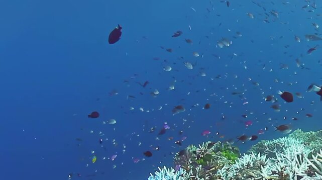 Dive into enchanting underwater world of Fiji Islands. Witness vibrant schools of fish dancing around stunning coral reefs, creating breathtaking display of aquatic beauty in crystal-clear waters.