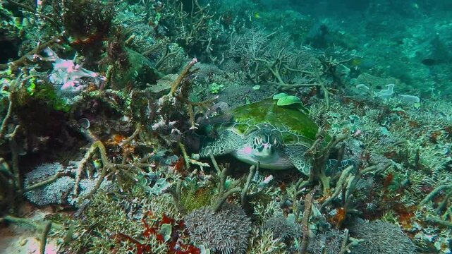 Sitting sea turtle with moving and eating remoras (Echeneidae) on shell, tropical coral reef. Strong current in murky green water. Underwater footage from scuba diving with ocean turtle. 
