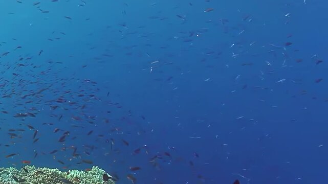 Dive into the stunning underwater world of Fiji Islands, where schools of brilliant fish dance among the coral reefs. Experience the beauty and serenity of ocean life in crystal-clear waters.