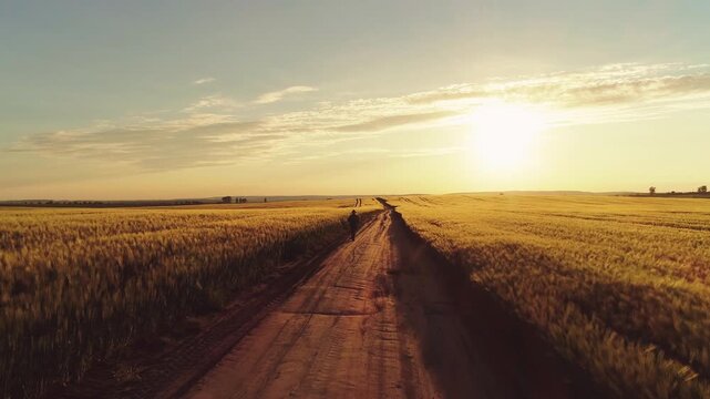 Adult-sized person walking away from camera along central dirt track that cuts through expansive golden wheat fields toward two distant figures near low bright sun on horizon, with walking, road