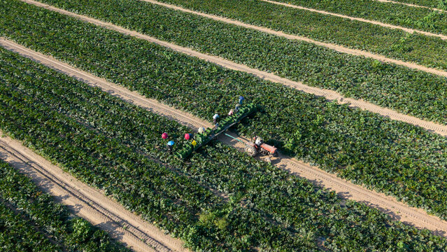 Aerial view of workers hand-picking zucchini and loading crates behind a slow-moving tractor during a summer harvest in a large agricultural field in Mediglia, Lombardy, Italy.