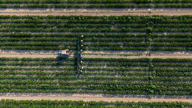 Aerial view of workers hand-picking zucchini and loading crates behind a slow-moving tractor during a hot August harvest in Mediglia, Lombardy, Italy.