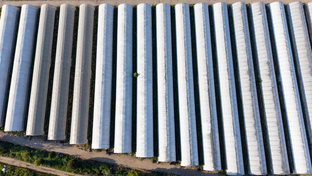 Aerial view of a large greenhouse complex for vegetable production in the agricultural landscape of Mediglia, Lombardy, Italy.