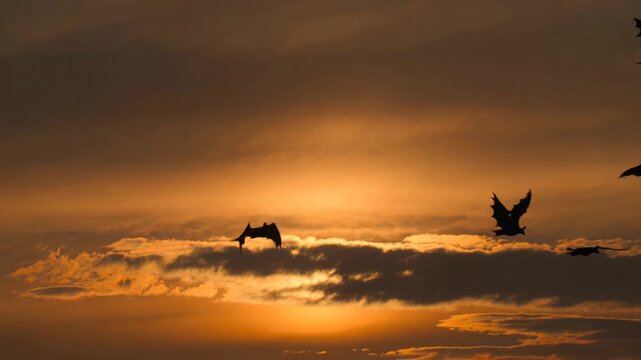 Numerous silhouetted bats flying gracefully against a dramatic, cloudy orange sky during a stunning sunset, symbolizing freedom, nature, and the nocturnal world