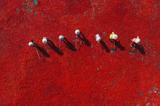Aerial view of a line of workers raking sun-dried red chili peppers in De Gi, Binh Dinh province, Vietnam