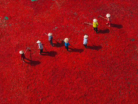 Aerial view of a line of workers raking sun-dried red chili peppers in De Gi, Binh Dinh province, Vietnam