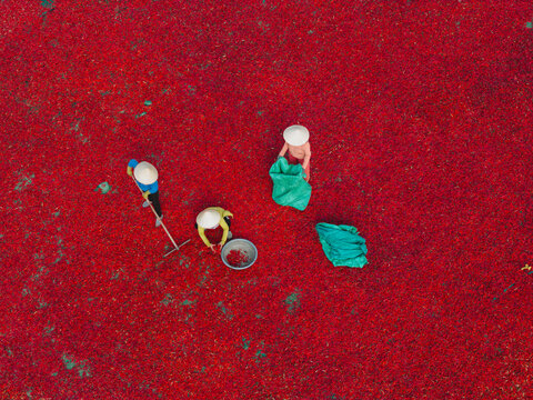 Aerial view of a worker with a conical hat sorting red chilies drying in De Gi, Binh Dinh, Vietnam