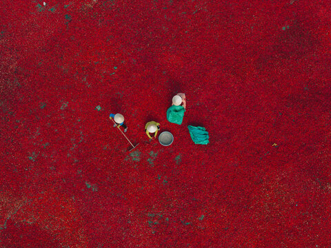 Aerial view of a line of workers raking sun-dried red chili peppers in De Gi, Binh Dinh province, Vietnam