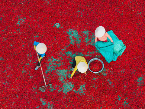 Aerial view of a line of workers raking sun-dried red chili peppers in De Gi, Binh Dinh province, Vietnam