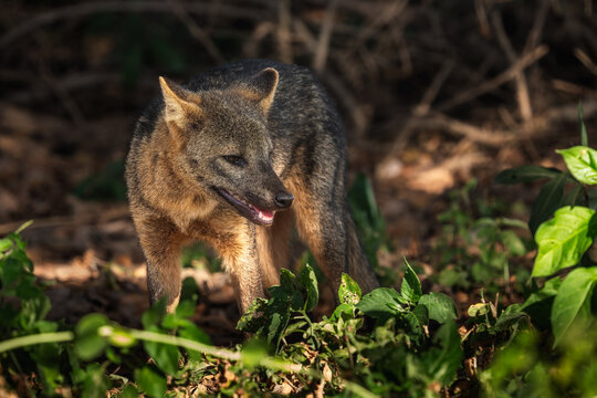 Crab-eating Fox - Cerdocyon thous, an extant species of medium-sized canid endemic to the central part of South America, Pantanal, Brazil.