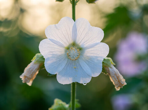 White mallow flower blooming in a sunny garden with soft lighting and natural green blurred background for spring botanical themes