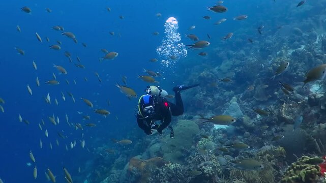 School of fish and scuba diver swimming in the blue water. Deep tropical reef, fish and diver in the deep sea. Underwater video from scuba diving. Marine life, corals.
