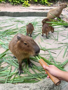 prairie dog eating