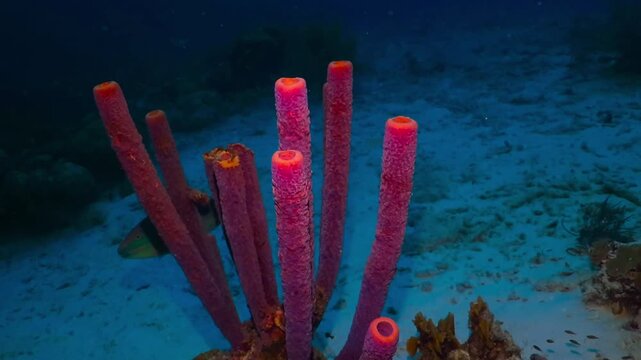 Coral reef with fish (parrotfish) and purple sea sponge. Underwater video from scuba diving on the night reef. Tropical seascape, healthy marine life. Sponge and aquatic wildlife.