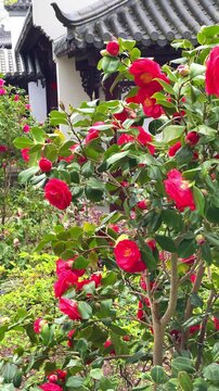 Roses bloom in the garden with a backdrop of traditional architecture on a sunny day