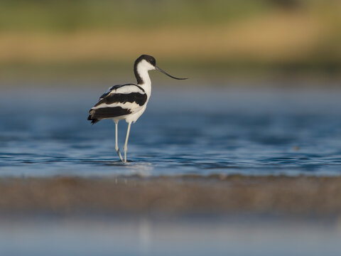 Avocet, Recurvirostra avosetta