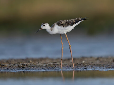 Black-winged stilt, Himantopus himantopus