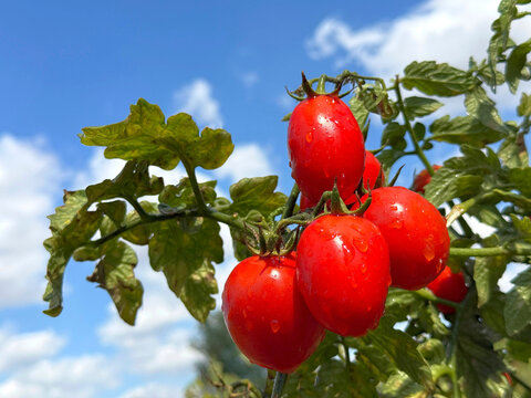 Ripe red tomatoes on a branch