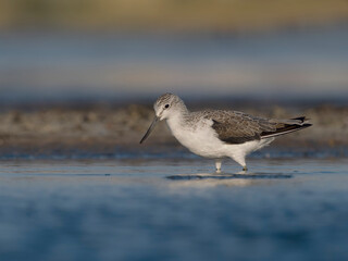 Fototapeta premium Greenshank, Tringa nebularia