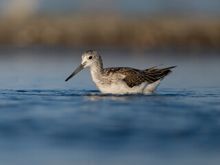 Fototapeta premium Greenshank, Tringa nebularia
