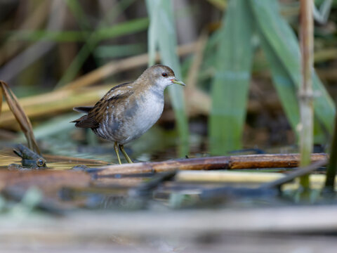 Little crake, Zapornia parva