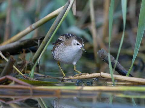 Little crake, Zapornia parva