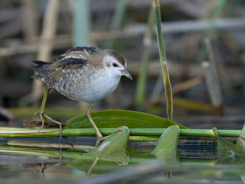 Little crake, Zapornia parva