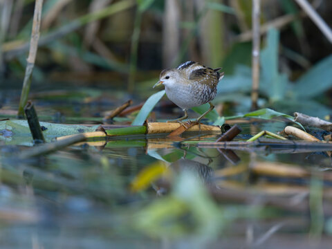 Little crake, Zapornia parva