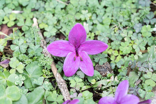 Beautiful Shooting star flower on the grassland.