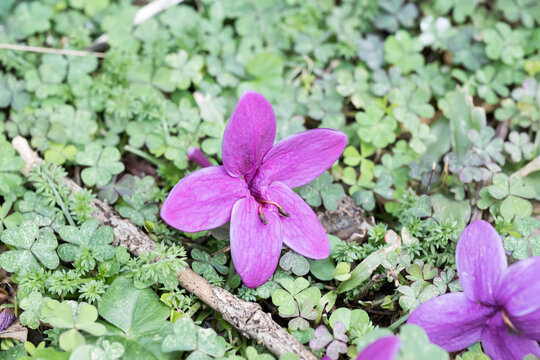Beautiful Shooting star flower on the grassland.