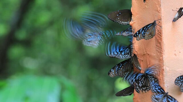 Beautiful nature video background. Colorful butterflies flying in groups foraging for food and pollinating in the forest. Nature during travel.
