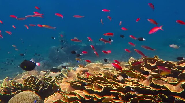 Yellow orange corals, deep blue, scuba diving on rich healthy reef. Underwater video from blue tropical ocean with colorful reef and school of swimming red fish. Marine life, travel footage.