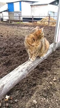 A red tabby cat sits on a wooden fence on a farm. Dark earth and outbuildings in the background.
