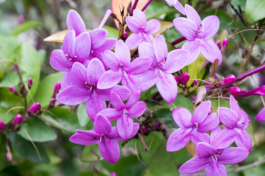 Beautiful Shooting star (pseuderanthemum laxiflorum) flowers.