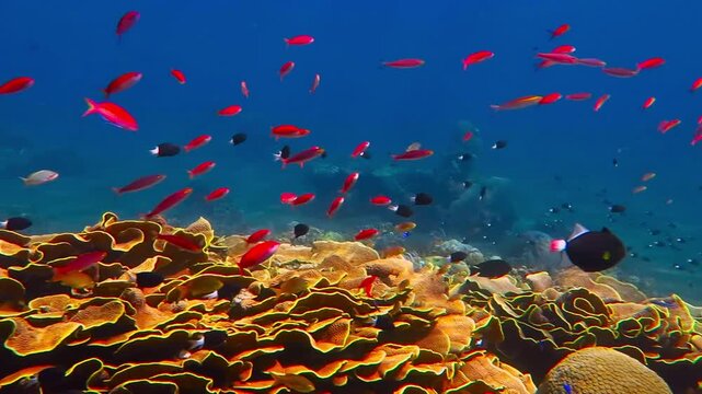 Blue tropical ocean, colorful reef and school of swimming red fish. Yellow corals, deep blue. Scuba diving on rich healthy reef, underwater video. Marine life, travel footage.
