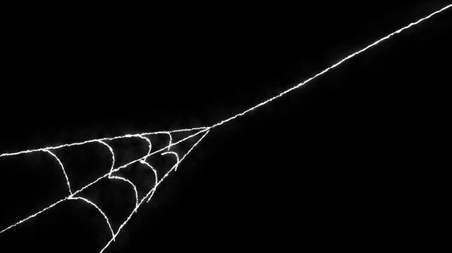 Animated spider web expansion effect, flexible elastic strands, dynamic tension motion design, pulsing cobweb structure, seamless horror overlay, 4k loop, halloween, black background video