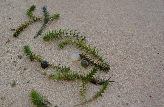 Sandy shoreline ecosystem of Lake Baikal featuring colonies of Nostoc pruniforme and invasive Elodea canadensis