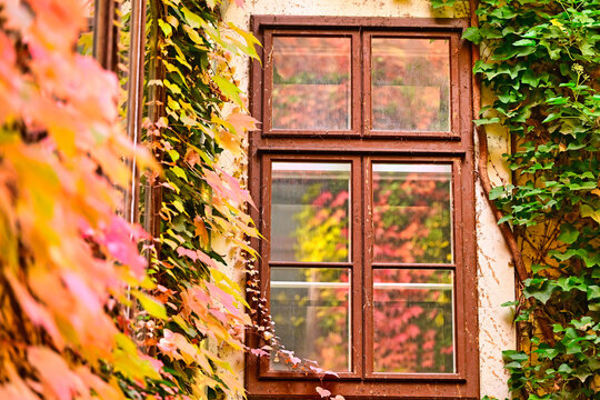 Old Brown Wooden Window on Historic Facade with Autumn Ivy in Vienna Austria