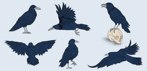 Naklejka premium Black Crow and Raven Halloween Vector Set. Hand Drawn Crows from Different Angles, Including a Mysterious Raven Perched on a Human Skull. Gothic Witch’s Familiar, Magical Totem, Symbolism Halloween.