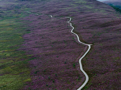 Aerial view of a winding forestry track cutting through vibrant purple heather in bloom across the rolling hills of Glen Tromie in Kingussie, Scotland, United Kingdom.