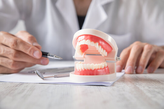 Dentist showing human tooth jaw model.